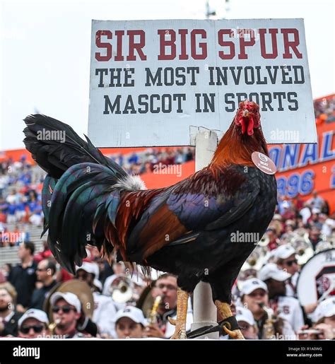 rebkell ncaa|the big spur message boards.